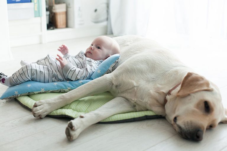 Wie Sie Ihr Haustier an ein neues Baby gewöhnen Gesunde Schwangerschaft